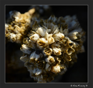 N-20120723 Bandon Tidepools (15) (JPG)