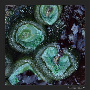 N-20120723 Bandon Tidepools (30) (JPG)