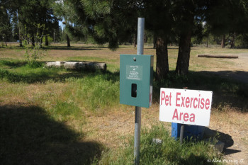 Exercise pet area!