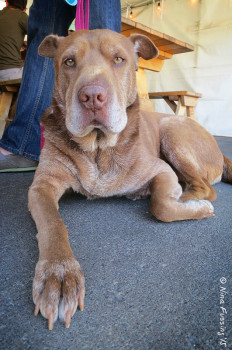 And one of the many doggies. This is Chloe.
