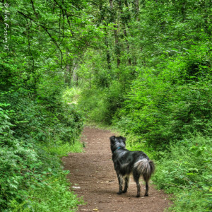 Luscious green at Kelly Point Park in Portland