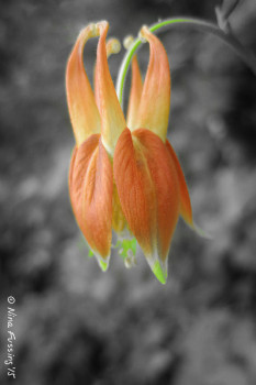 Bursts of wildflower color