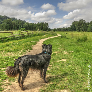"Doggie Paradise" at Sandy River Delta Park