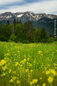 Wildflowers and white caps