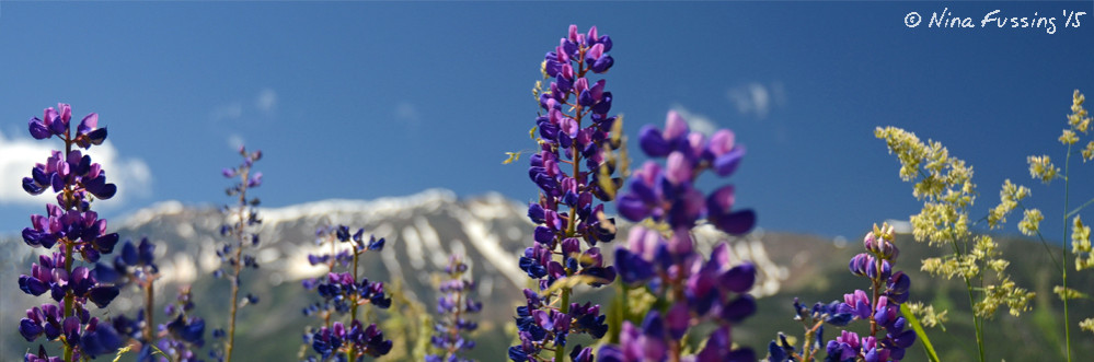 Flowers and mountains. It doesn't get much better than this.