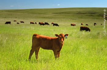 What ya looking at? Grassy cows.