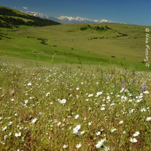 A nice bunch of grass