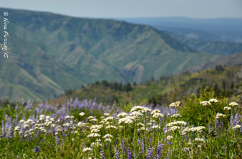 Wildflowers & views