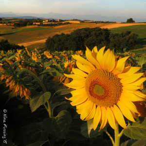 The July sunflowers were mom's favorite