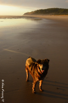 If you've got a dog, you'll want a dog-friendly spot
