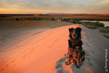 On the dunes at sunset