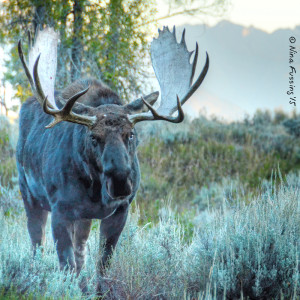 Bull Moose. The pre-dawn light gives him a blue tinge.