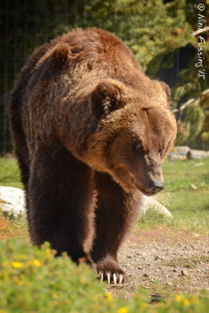 One of the grizzlies at the Discovery Center