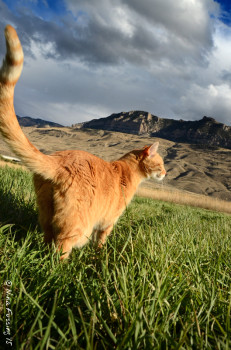 Happy cat