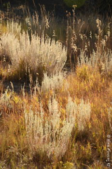 Lots of golden grass in Eastern Colorado