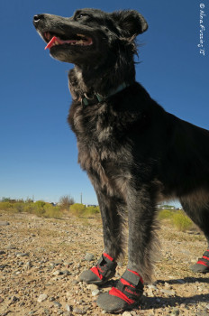 Polly models her snazzy booties