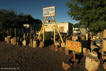 On-site petrified wood display.