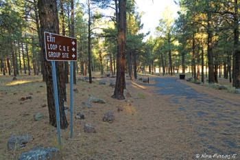 End of C Loop. Site #42 on left in back. This was a VERY unlevel site.