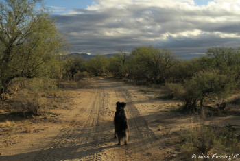 Walking with doggie on BLM land behind the park