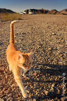 Even the kitties love it here