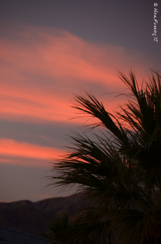 Palm sunset
