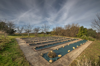 Vegetable garden and orchard
