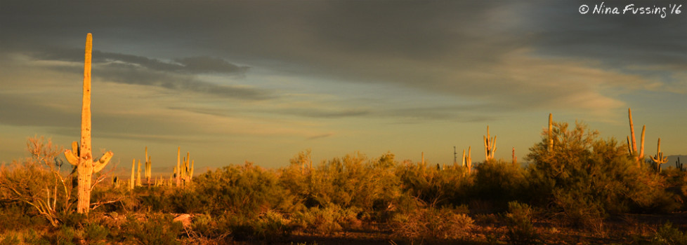 Golden hour in the desert