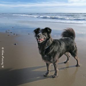 Doggie is happy to be back on the beach!