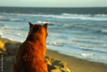 Taggart takes in the ocean view from our site