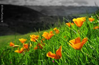 Glorious California Poppies!
