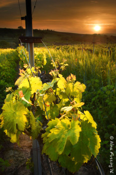 Evening at the vines. Doesn't get much better than this...
