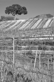 Vine textures. They're mesmerizing