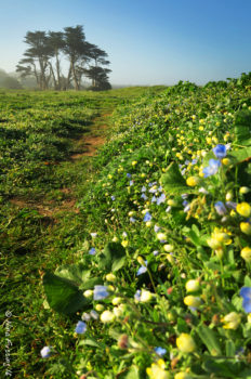Crazy gorgeous wildflowers along 10-mile haul trail