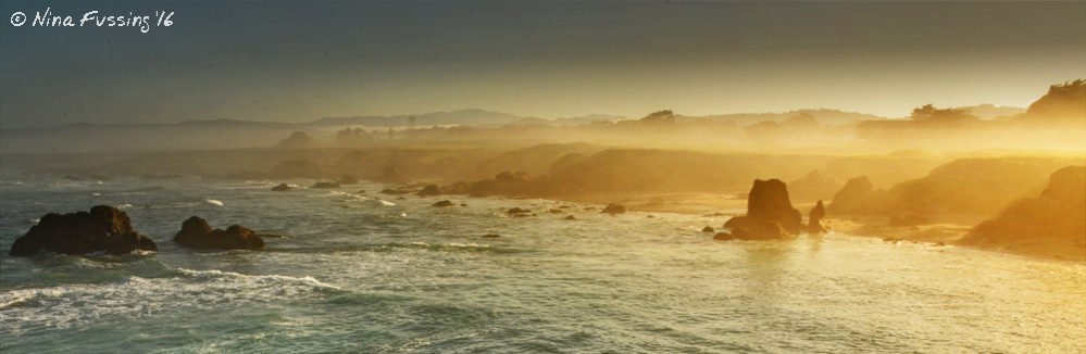 Misty morning on the coastal trail in Fort Bragg....just magical!