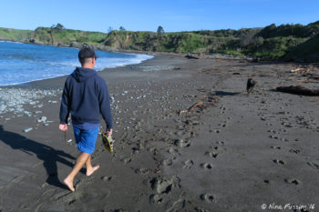 Walking doggie on the off-leash dog-beach just minutes from camp!