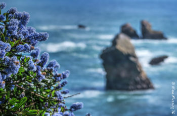 Flowers and sea stacks on the rim trail at Harris State Park