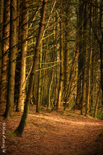 I enter this forest and I am gone