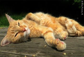 Our poor little kitty cat is sick!