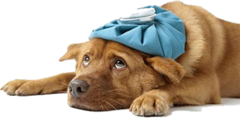 sick dog