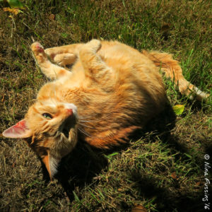 Ahhh, to be a kitty cat in the grass in summer