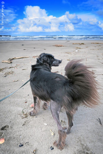 Polly 10-days post-op. Limpy walks, but the leg looks great!