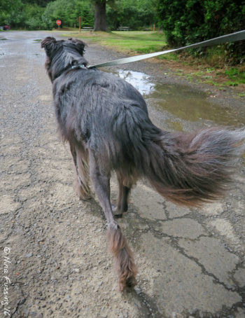 She's almost walking "normally" now. Look at that fine leg stretch!