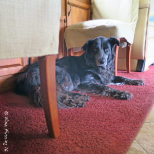 Polly has been "place trained". This is her spot.