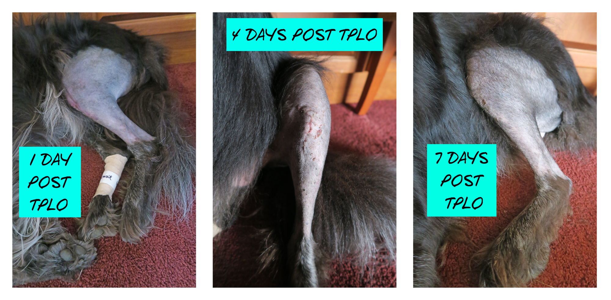 Polly 3Week PostTPLO Surgery Update Wheeling It