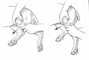 The drawer test in dogs (picture from dogkneeinjury.com)
