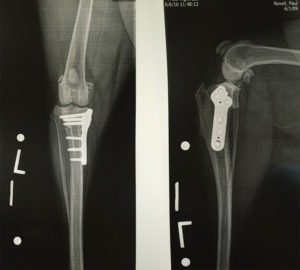 Polly's post-op X-rays
