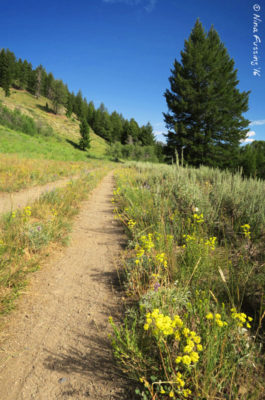 Trails and wildflowers everywhere!