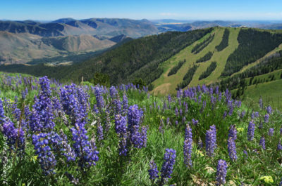 It's wildflowers & views everywhere you go here