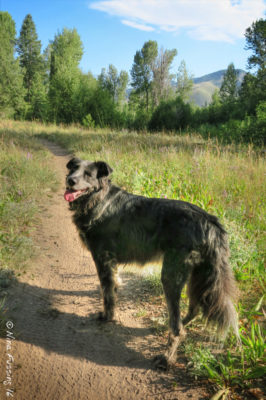 Polly is SO happy to be off-leash again!