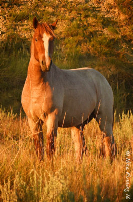 Plan your photography for golden hour